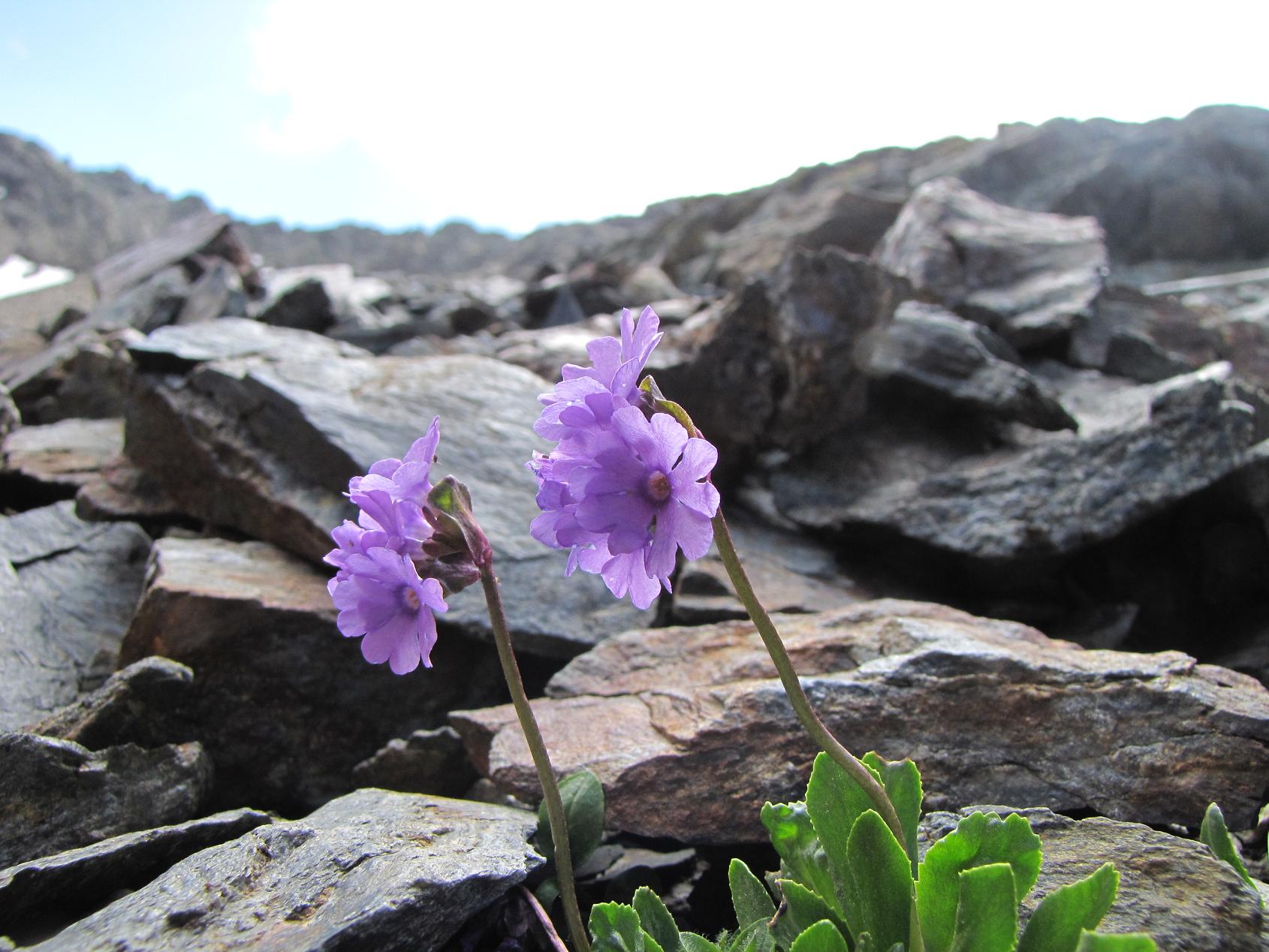 Sentieri ferrati, sentieri fioriti: i fiori dell''Albiolo